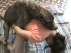 A zoophile whore removes her underwear so that a dog can drill her.